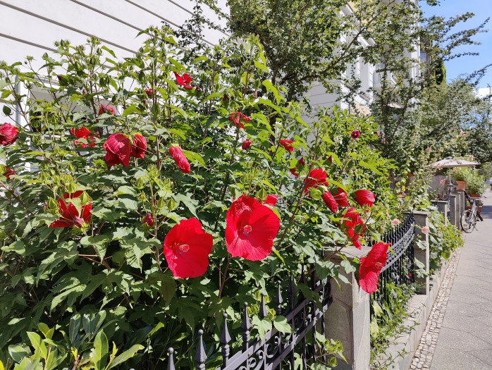 Ein mit dem Oneplus 10 Pro gemachtes Bild (Bild: Tobias Költzsch/Golem.de)